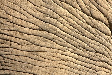 Feature Variations: Skin Textures: Elephant Skin | Resources: Textures ...