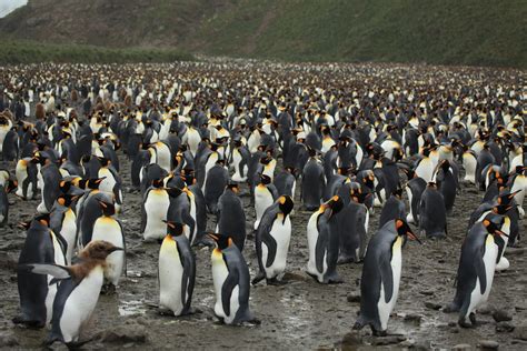 King Penguins at Salisbury Plain | 200,000 King Penguins in … | Flickr