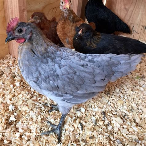 Pullet or cockerel blue Andalusian? | BackYard Chickens - Learn How to ...