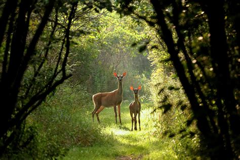 Moral Motivations For Wildlife Conservation - Texas A&M Today