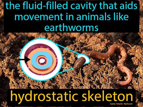 Hydrostatic Skeleton Animals - SladejoysVasquez