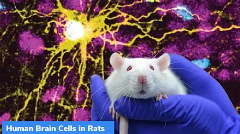 Human brain cells integrated into new-born rats – GKToday