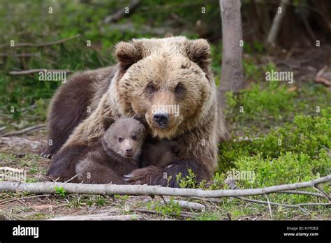 Brown bear with cubs in forest Stock Photo - Alamy