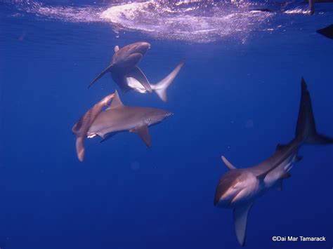 Capturing the Moment: Shark Cage Diving Oahu