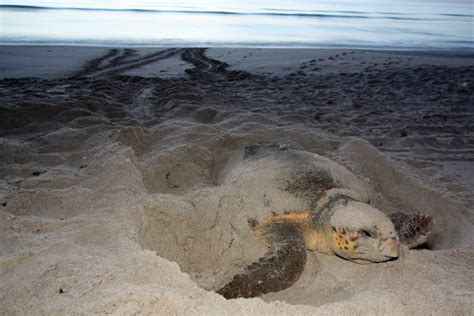 Step softly! Sea turtles nesting! – Florida Hikes