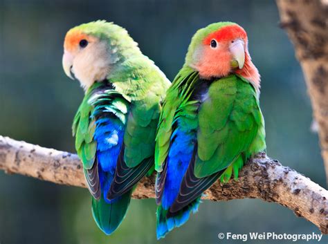 Peach-faced Lovebird - a photo on Flickriver