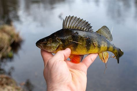 World Record Yellow Perch