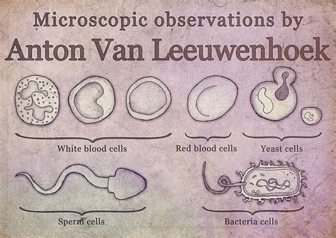 Microscopic observations by Anton Van Leeuwenhoek on Behance