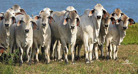 The Benefits of Brahman Cattle: 5 Reasons Why You Should Own this Breed ...