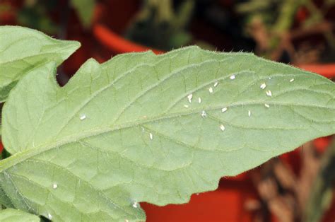 Whitefly Identification and Control | Purdue University Vegetable Crops ...