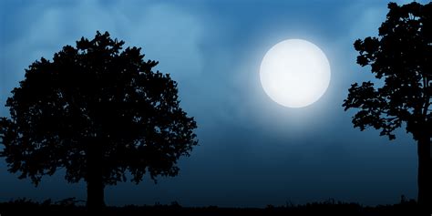 tree silhouette with full moon 5529668 Vector Art at Vecteezy