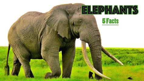 Elephant Facts For Kids