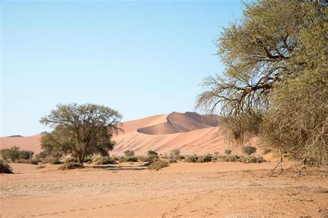 Landscape of Namib desert. Sand dunes and trees. Namibia 4948144 Stock ...