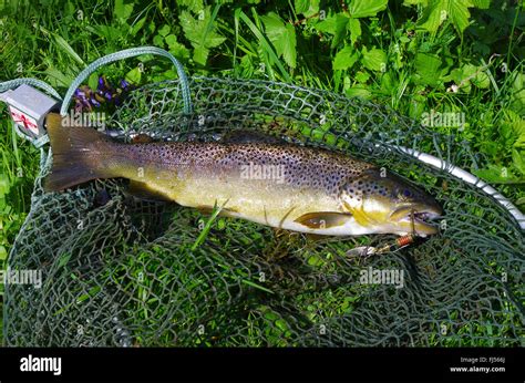 German Brown Trout High Resolution Stock Photography and Images - Alamy