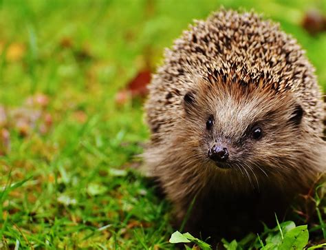 Hibernating Hedgehogs | Scottish Wildlife Trust