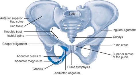 Inguinal Ligament