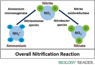 Nitrifying And Denitrifying Bacteria Aquaculture All