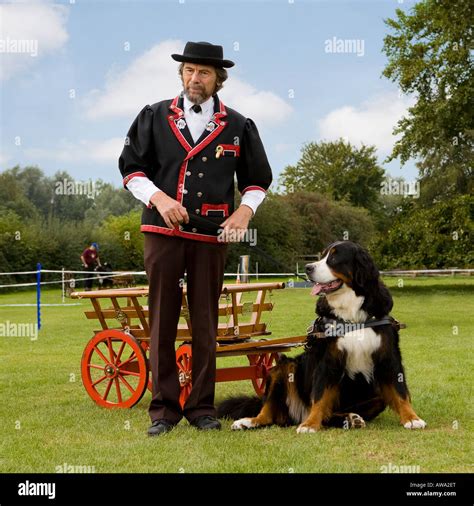 Bernese mountain dog and cart Stock Photo: 16515023 - Alamy