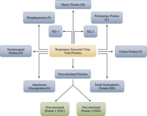 Respiratory Syncytial Virus: A Comprehensive Review of Transmission ...