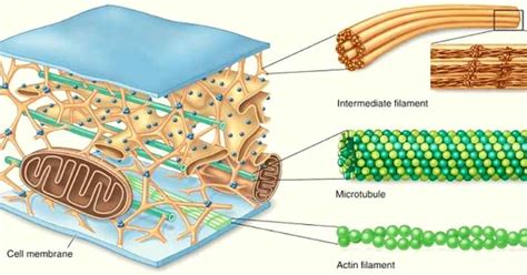 Do Plant Cells Have Cytoskeleton? Functions & Structure - The Gardeners ...