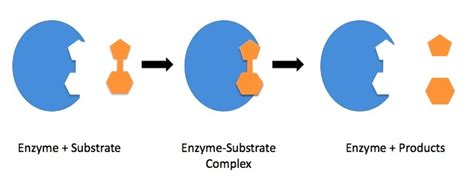 Substrate (Biology) — Definition & Role - Expii