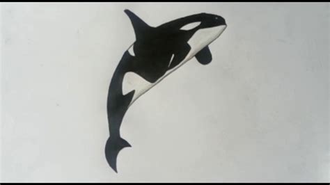 How To Draw a Killer Whale (Orca) | Easy Drawing for Kids - YouTube