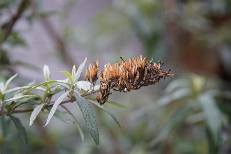 How To Prepare Your Butterfly Bush For Winter - Backyard Boss