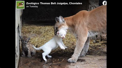 Cougar cub with eye-catching fur born in Nicaraguan zoo. See the rare cat