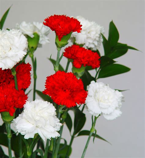 Flores de Claveles blancos y rojos | Estos esquejes de clave… | Flickr