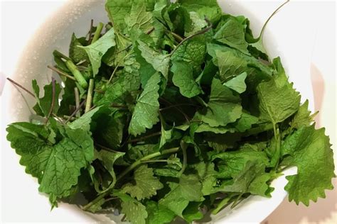 Wild Edible Recipe: Garlic Mustard Pesto – Seashore to Forest Floor