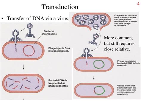 PPT - Gene transfer PowerPoint Presentation - ID:2884307