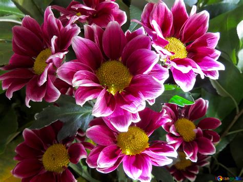 Pyrethrum free image - № 26601