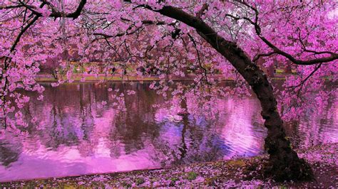 Cherry Blossom Japanese Garden Wallpaper / Japanese Cherry Blossom ...