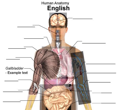 Human Anatomy Pictures Free Download | Learn EVERYTHING You Need To ...