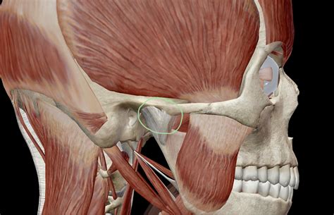 Chew on This: A Look at the Temporomandibular Joint and TMD