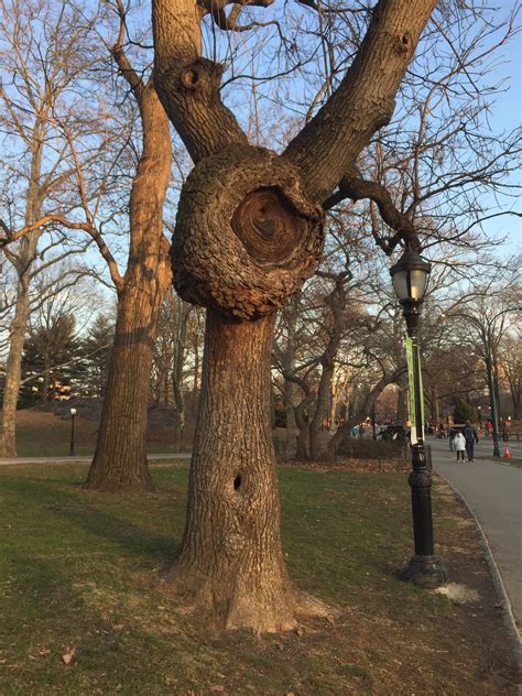 This tree in central park : r/mildlyinteresting