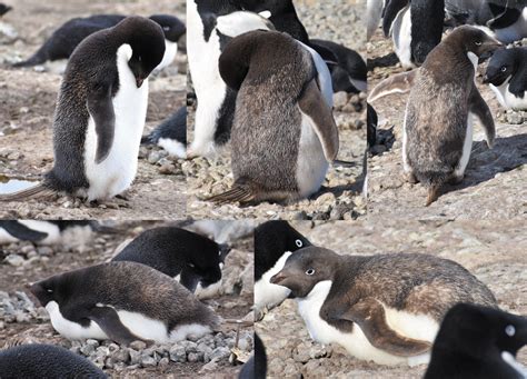 Breeding behaviour of colour-aberrant Adélie penguins (Pygoscelis ...