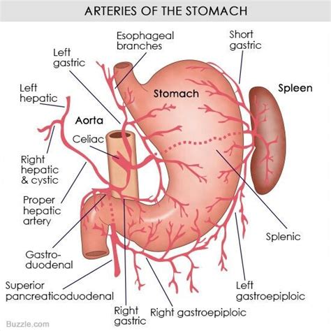 Arterial supply of the stomach. Medicine Notes, Medicine Student ...