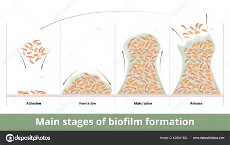 Main Stages Biofilm Formation Microorganisms Bacteria Attach Surfaces ...