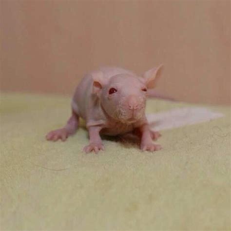 Baby hairless rat