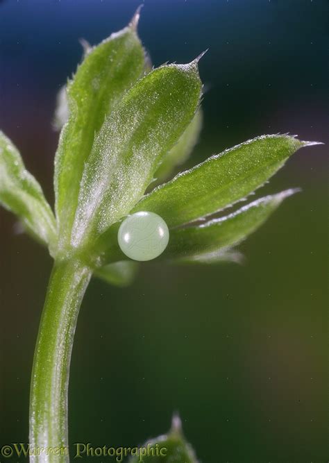 Hummingbird hawkmoth egg photo WP13268