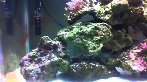 10 gallon saltwater aquarium - YouTube