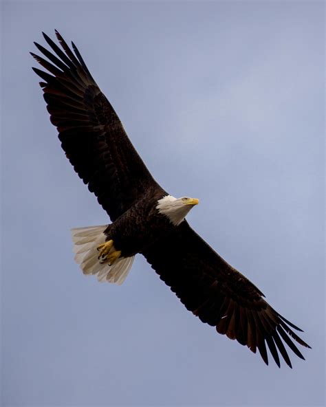 White and Black Duck Flying Above Water · Free Stock Photo