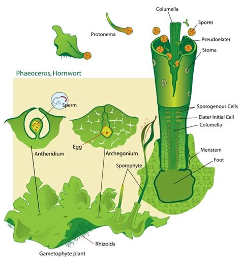 Bryophyte - Definition, Characteristics, Life Cycle and Examples