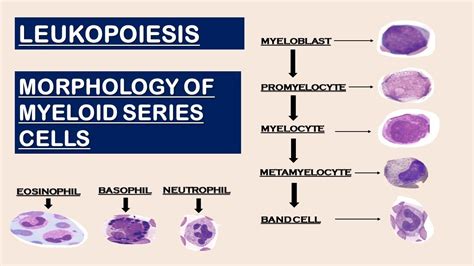 Leukopoiesis | Morphology of Myeloid Series cells - YouTube