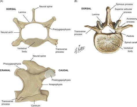 Lumbar Vertebrae - an overview | ScienceDirect Topics