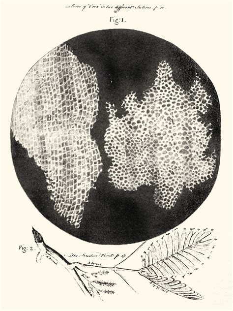 Diagram of cork cells as seen by Robert Hooke, inventor of the ...