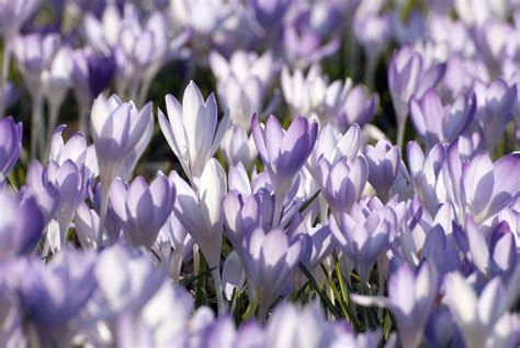 14 Beautiful Crocus Varieties to Plant