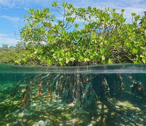 Mangrove forests can rebound thanks to climate change – it's an ...