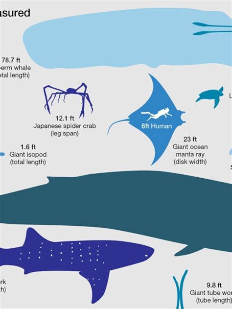 Giant Squid Size Chart